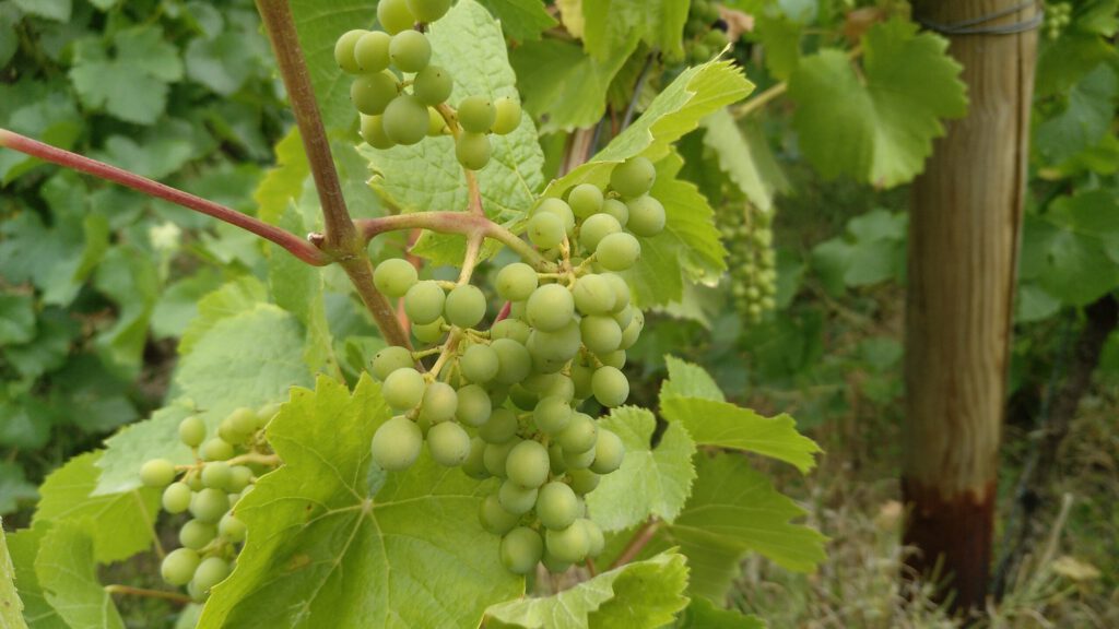 Grüne Traube